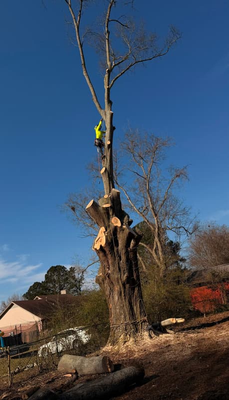 A climber working down a dead tree one piece at a time