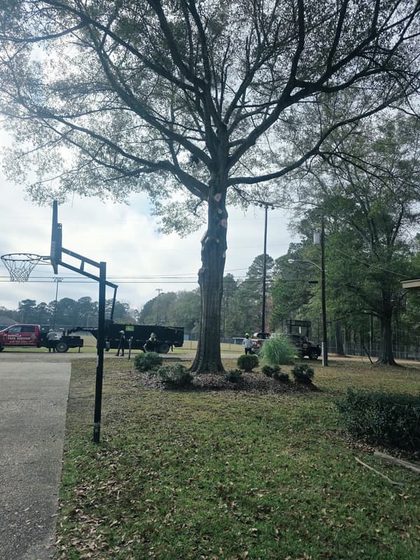 The crew trimming trees over a playground on a commercial job