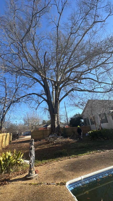 Trimming a big oak hanging right over a backyard pool